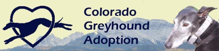 Colorado Greyhound Adoption