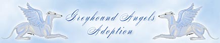 Greyhound Angels Adoption